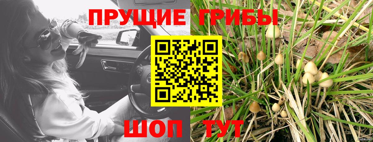 Галлюциногенные грибы Magic Shrooms  Вход с VPN  где найти   Волгоград  Псилоцибиновые грибы мицелий 
